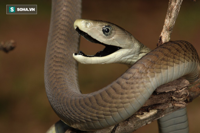 Độc tố khủng khiếp của loài rắn chết chóc nhất châu Phi: Vết cắn gọi là Nụ hôn Thần chết - Ảnh 1.