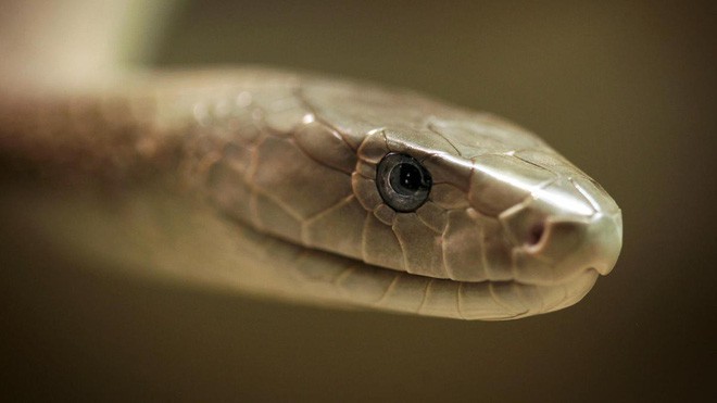 Độc tố khủng khiếp của loài rắn chết chóc nhất châu Phi: Vết cắn gọi là Nụ hôn Thần chết - Ảnh 2.