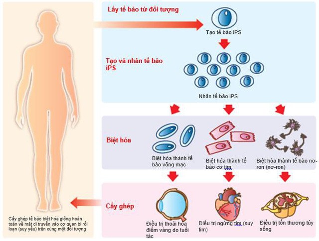 Không chỉ làm bột ngọt, ông lớn Nhật Bản này giờ đây còn tham gia nghiên cứu cả tế bào gốc - Ảnh 2.