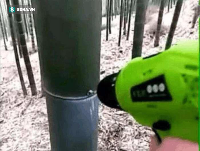 Đổ cả ng&agrave;n l&iacute;t rượu v&agrave;o th&acirc;n c&acirc;y tre, thanh ni&ecirc;n trẻ thu về l&atilde;i lớn - Ảnh 1.