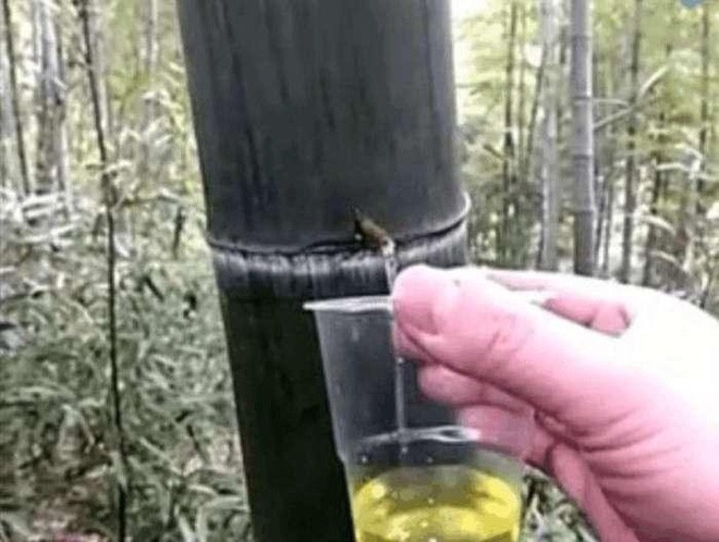 Đổ cả ng&agrave;n l&iacute;t rượu v&agrave;o th&acirc;n c&acirc;y tre, thanh ni&ecirc;n trẻ thu về l&atilde;i lớn - Ảnh 2.