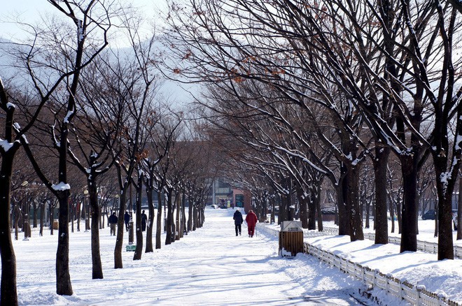 Hình ảnh tuyết rơi đẹp nhất  Snow Beautiful Natural scenery