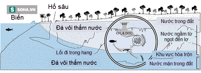 Phát hiện dạng sống kỳ dị, ăn khí độc trong hang ngập nước ở Mexico - Ảnh 1.