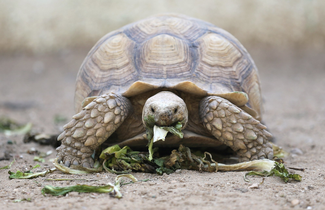 Bạn có biết: loài rùa sinh tồn qua mùa đông bằng cách... thở bằng mông - Ảnh 1.