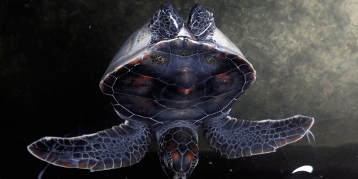 Bạn có biết: loài rùa sinh tồn qua mùa đông bằng cách... thở bằng mông - Ảnh 2.
