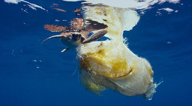 Hải âu chết vì nuốt bàn chải, cá voi cố ăn chiếc xô nhựa: Nỗi đau của động vật vì ô nhiễm môi trường biển - Ảnh 5.