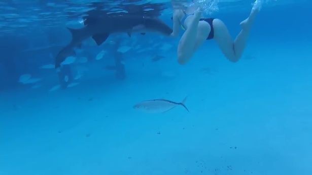 Vô tư chụp ảnh giữa đàn cá mập, cô gái không ngờ phải nhận kết cục đau đớn - Ảnh 2.