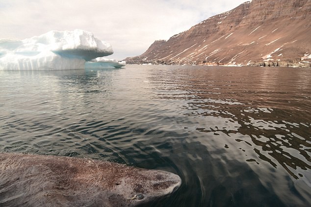 Cá mập Greenland trở thành động vật có xương sống thọ nhất thế giới: Một số con có thể đã từng sống vào thời... Nguyễn Du - Ảnh 3.
