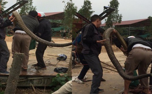 Chuyên gia tiết lộ sốc về con rắn khổng lồ nặng 20kg ở Vĩnh Phúc - Ảnh 1.