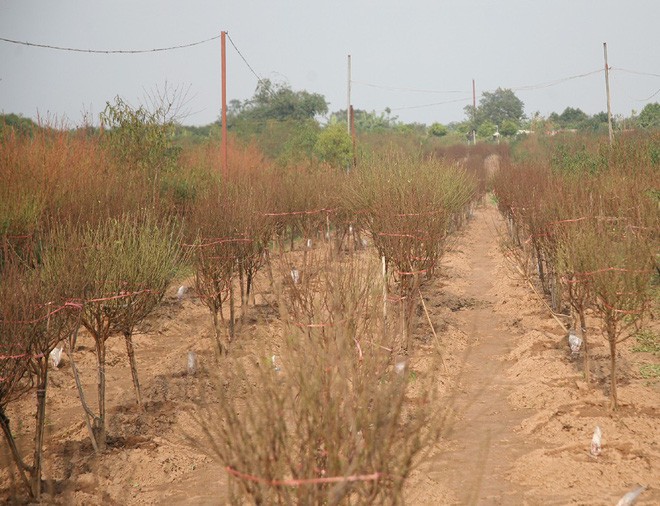  Đột nhập vườn đ&agrave;o Nhật T&acirc;n, ngắm hoa đ&agrave;o nở sớm, đẹp lung linh dưới nắng đ&ocirc;ng d&ugrave; Tết c&ograve;n 2 th&aacute;ng - Ảnh 1.