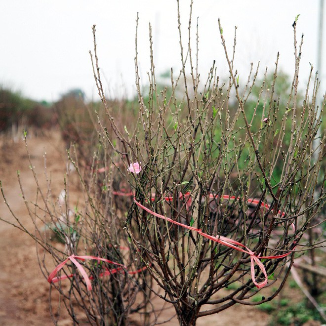  Đột nhập vườn đ&agrave;o Nhật T&acirc;n, ngắm hoa đ&agrave;o nở sớm, đẹp lung linh dưới nắng đ&ocirc;ng d&ugrave; Tết c&ograve;n 2 th&aacute;ng - Ảnh 2.