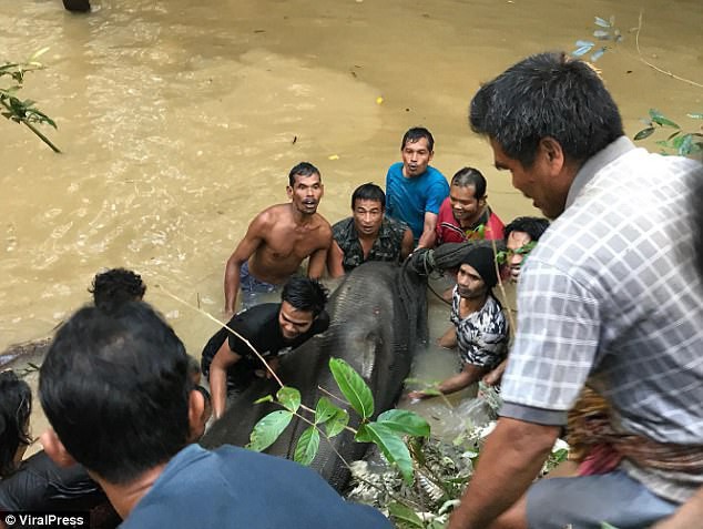 Hơn 6 giờ giải cứu Vua đầm lầy khổng lồ nặng gần 200kg mắc cạn ở Thái Lan - Ảnh 1.