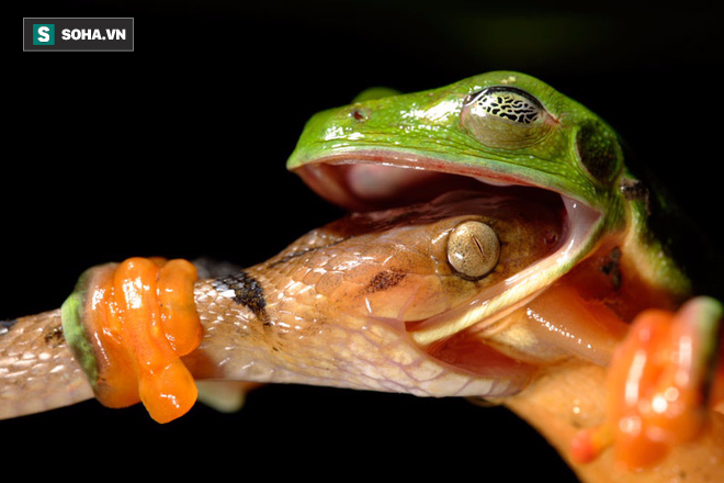 Con rắn điên cuồng thoát khỏi họng con ếch: Sự thật đằng sau Ƅức ảnh này là gì?