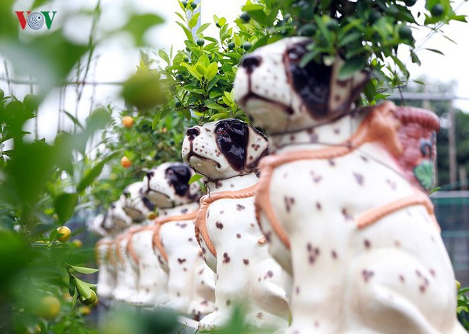 Ảnh: Độc đ&aacute;o quất bonsai trồng tr&ecirc;n lưng những ch&uacute; ch&oacute; đốm - Ảnh 2.