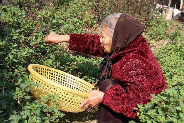 Hà Nội: Cả đời tích cóp được hơn 200 triệu đồng, cụ bà 88 tuổi mang đi đóng hụi, khi đòi nợ, chủ hụi chỉ móc trả 239.000 đồng - Ảnh 2.