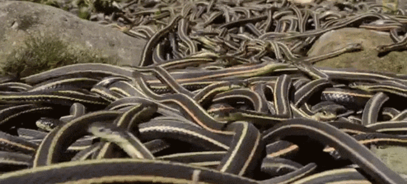 Discovering A Beach Full Of Snakes Living On The Coast Of Canada ...