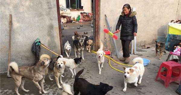 Trung Quốc: Gia đình ly tán, bán hết nhà cửa vì cưu mang 130 con chó bị bỏ rơi - Ảnh 1.