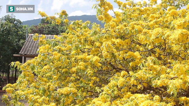 Cận cảnh c&acirc;y mai được trả gi&aacute; 2 tỷ ở Đồng Nai - Ảnh 11.