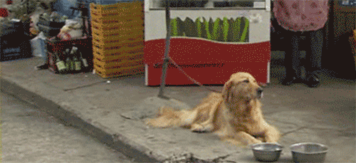 16 lý do khiến ai cũng thích mê những chú chó Golden Retriever - Ảnh 19.