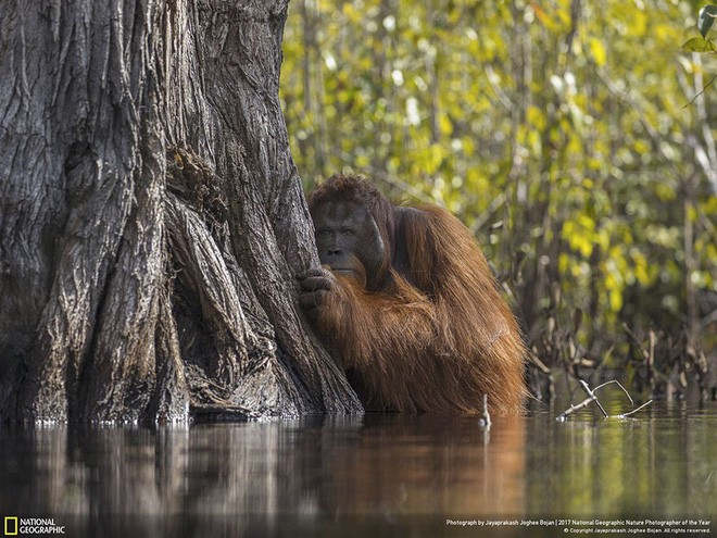 [Ảnh] National Geographic công bố kết quả cuộc thi Nhiếp ảnh gia Thiên nhiên 2017 - Ảnh 11.