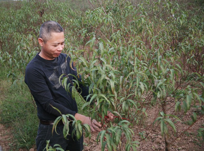  Đột nhập vườn đ&agrave;o Nhật T&acirc;n, ngắm hoa đ&agrave;o nở sớm, đẹp lung linh dưới nắng đ&ocirc;ng d&ugrave; Tết c&ograve;n 2 th&aacute;ng - Ảnh 12.