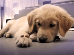 16 lý do khiến ai cũng thích mê những chú chó Golden Retriever - Ảnh 23.
