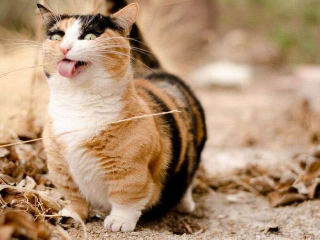 19 bộ mặt ng&aacute;o ngơ của đ&aacute;m pet khiến bạn phải bật cười - Ảnh 27.