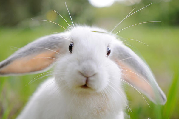 17 khoảnh khắc đáng yêu của bầy thỏ con khiến bạn xao xuyến trong lòng
