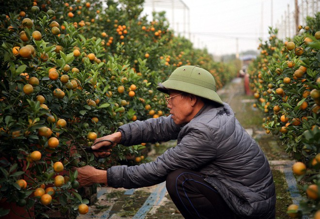  Đột nhập vườn đ&agrave;o Nhật T&acirc;n, ngắm hoa đ&agrave;o nở sớm, đẹp lung linh dưới nắng đ&ocirc;ng d&ugrave; Tết c&ograve;n 2 th&aacute;ng - Ảnh 14.