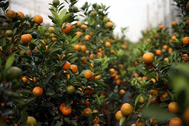  Đột nhập vườn đ&agrave;o Nhật T&acirc;n, ngắm hoa đ&agrave;o nở sớm, đẹp lung linh dưới nắng đ&ocirc;ng d&ugrave; Tết c&ograve;n 2 th&aacute;ng - Ảnh 15.