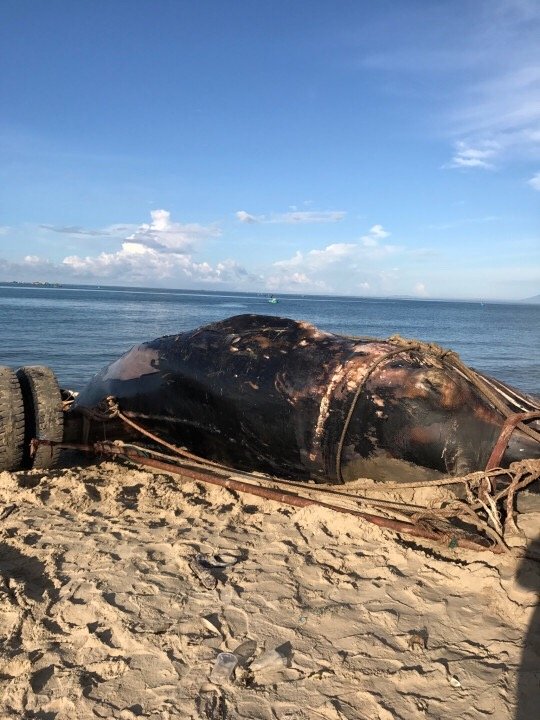 Cá voi 15 tấn dạt vào biển Mũi Né - Ảnh 3.