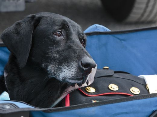 Giây phút chia tay nghẹn ngào nước mắt với chú chó hải quân mắc bệnh ung thư xương - Ảnh 3.