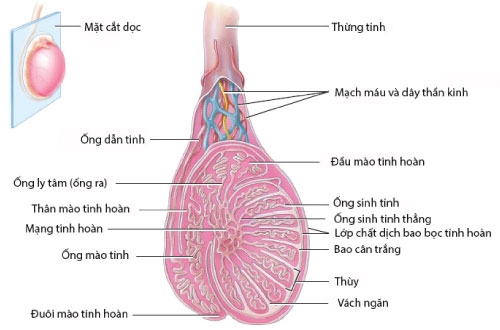 Người đ&agrave;n &ocirc;ng ở Gia Lai vỡ tinh ho&agrave;n v&igrave; heo cắn - Ảnh 3.