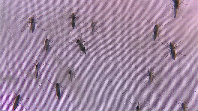  Việt Nam nuôi thử nghiệm loại muỗi làm ức chế muỗi gây sốt xuất huyết - Ảnh 3.