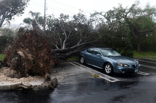 Mất nhà vì bão Irma, cá sấu lang thang ở Florida - Ảnh 3.