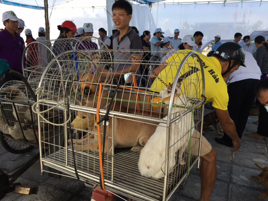 Chủ đeo nơ cho chó đi tiêm phòng ở nơi nhiều người chết vì bệnh dại - Ảnh 3.