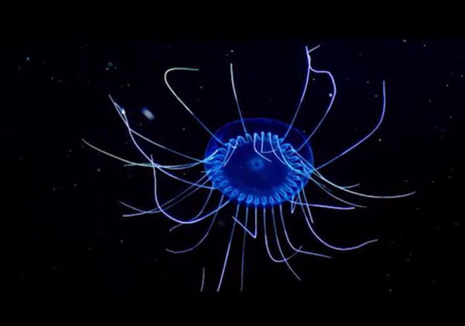 Con sứa biển này phát ra ánh sáng màu xanh huyền bí giữa làn nước đại dương tối đen và sâu thẳm.