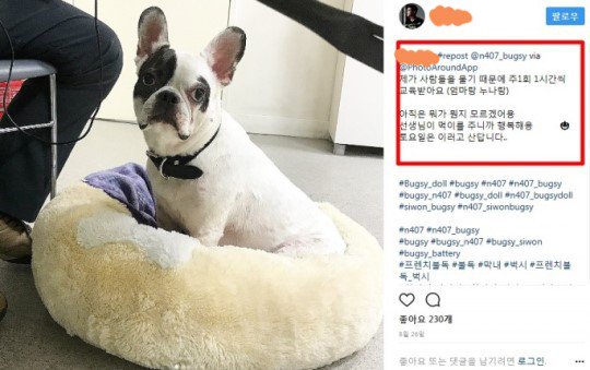 Gia đình CEO tử vong vì bị chó cưng nhà Siwon cắn bất ngờ lên tiếng - Ảnh 3.