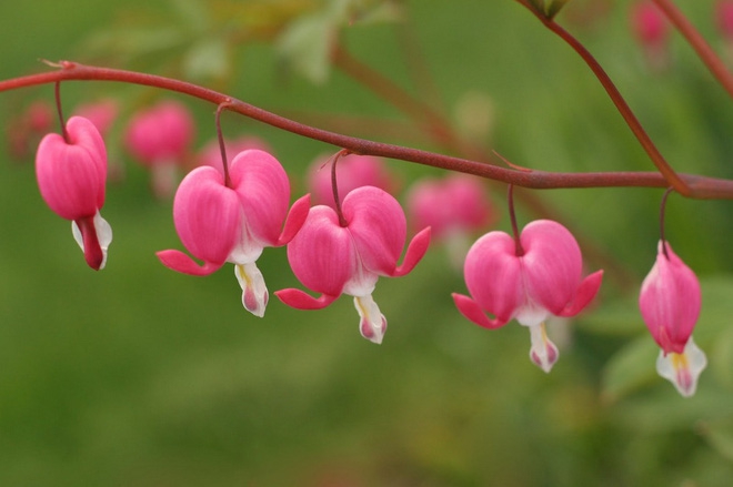 Những Loài Hoa Đẹp Lạ Kỳ - Alo Flowers