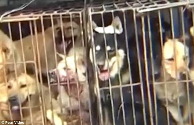 Clip: M&agrave;n trộm ch&oacute; qu&aacute; nhanh qu&aacute; nguy hiểm của cẩu tặc ở Trung Quốc - Ảnh 3.