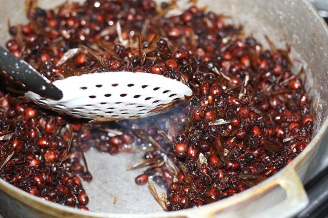 5 món ăn quen thuộc bỗng trở thành kinh dị khi làm từ côn trùng - Ảnh 3.