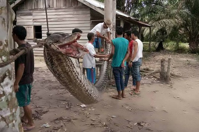 Bắt rắn bằng tay không trên tàu điện ngầm, đây chính là người hùng hot nhất mạng xã hội Indonesia - Ảnh 3.