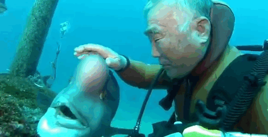 Tình bạn giữa người và cá: 25 năm trôi qua, người thợ lặn già Nhật Bản vẫn đều đặn về đại dương thăm bạn - Ảnh 4.
