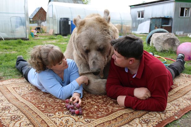 Nuôi thú cưng thế này mới đẳng cấp: Cặp đôi sống chung cùng chú gấu nặng 360kg suốt 24 năm - Ảnh 1.