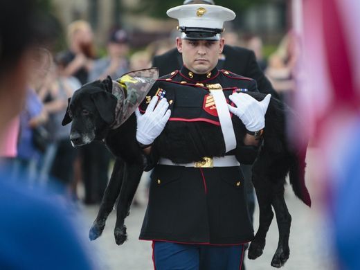 Giây phút chia tay nghẹn ngào nước mắt với chú chó hải quân mắc bệnh ung thư xương - Ảnh 4.