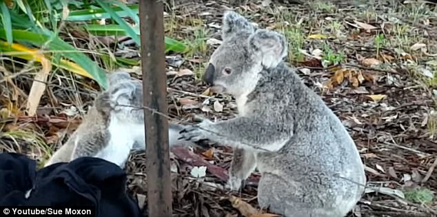 Cuộc giải cứu gấu túi Koala siêu dễ thương và những tai nạn “ẩn” ít ai ngờ - Ảnh 6.