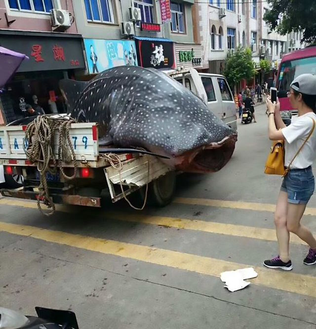 Bắt được cá nhám voi khổng lồ, ngư dân chở đi bán rong khắp phố trước sự ngỡ ngàng của mọi người - Ảnh 4.