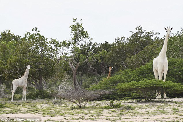 Phát hiện hươu cao cổ bán kem trộn lần đầu tiên trên thế giới ở Kenya - Ảnh 5.