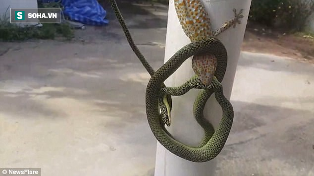 Bất ph&acirc;n thắng bại: Khi rắn độc kh&ocirc;ng thể h&aacute; mồm ăn thịt con mồi - Ảnh 5.