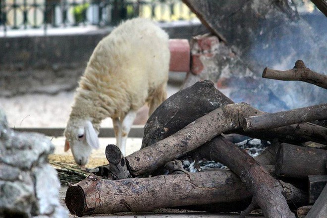 Bật máy sưởi, đốt lửa để giữ ấm cho động vật quý hiếm ở Vườn thú Hà Nội - Ảnh 4.